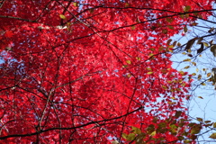 軽井沢　高原教会の紅葉