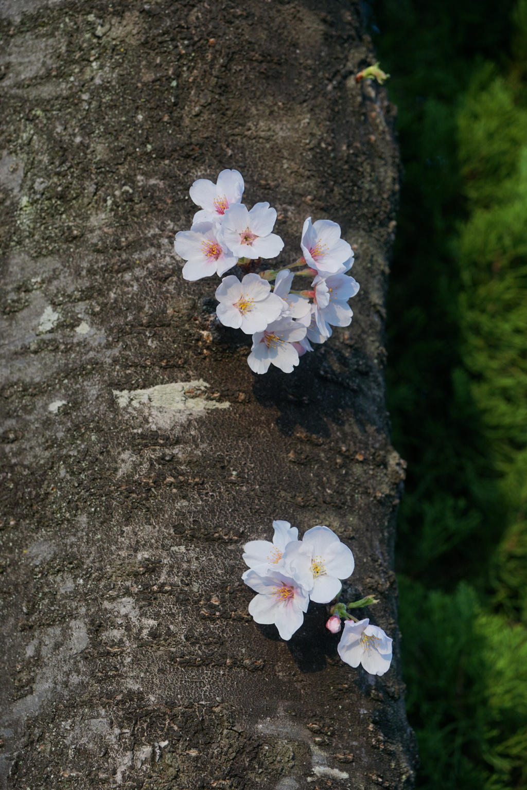 桜　ここで咲く花