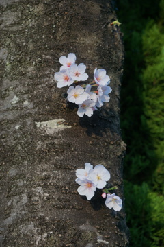 桜　ここで咲く花
