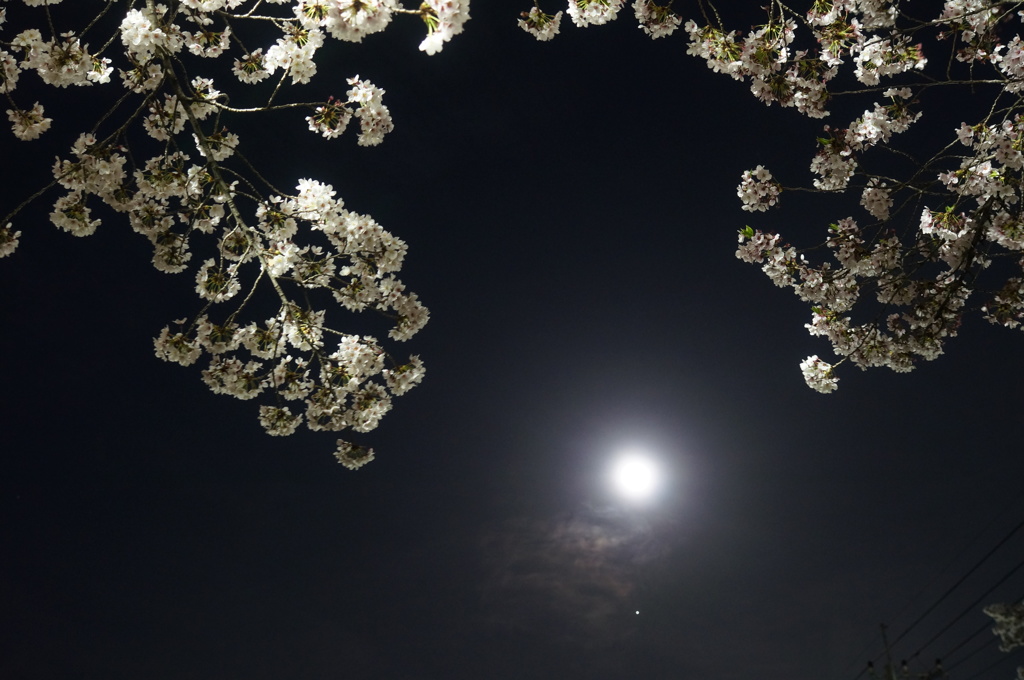 桜・月・Jupiter☆