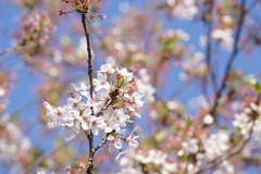 なごり桜　1
