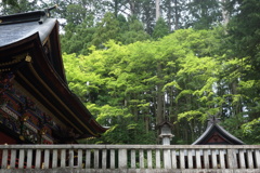 三峰神社の緑　2