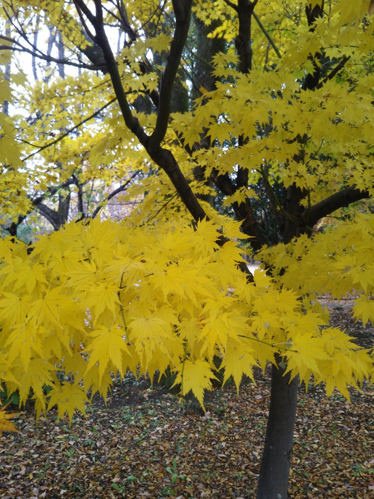 公園のもみじ  3