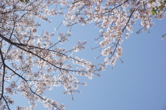 なごり桜