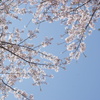 なごり桜