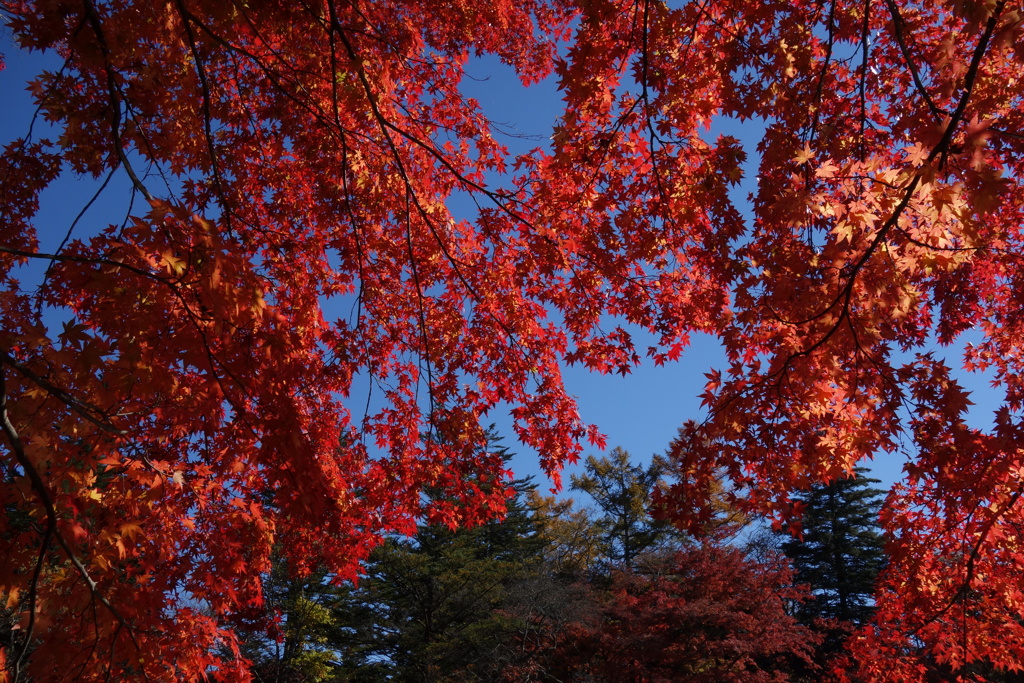 紅葉　軽井沢雲場池
