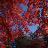 紅葉　軽井沢雲場池