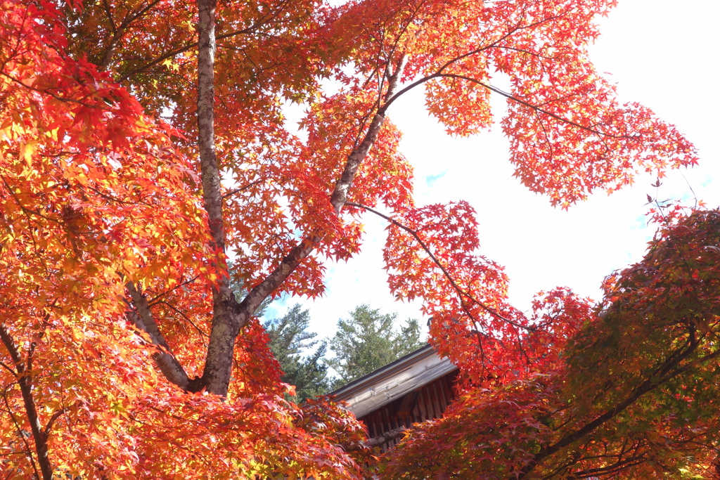 紅葉　静かに燃える　三峰神社にて