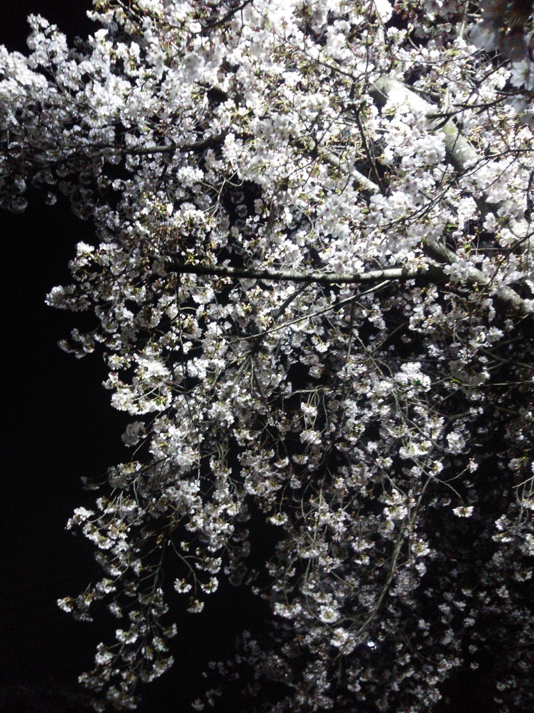 夜桜  スマホにて
