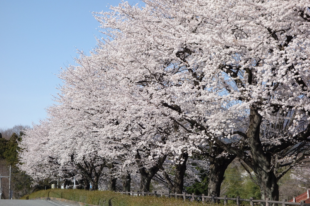 桜並木2　ぐりーんふらわー牧場大胡にて