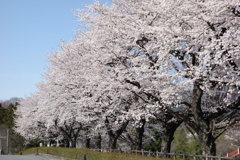桜並木2　ぐりーんふらわー牧場大胡にて