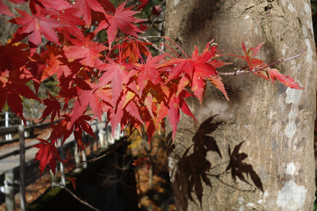 山里の紅葉　3