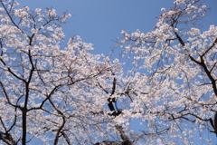 桜　今咲き誇る　5
