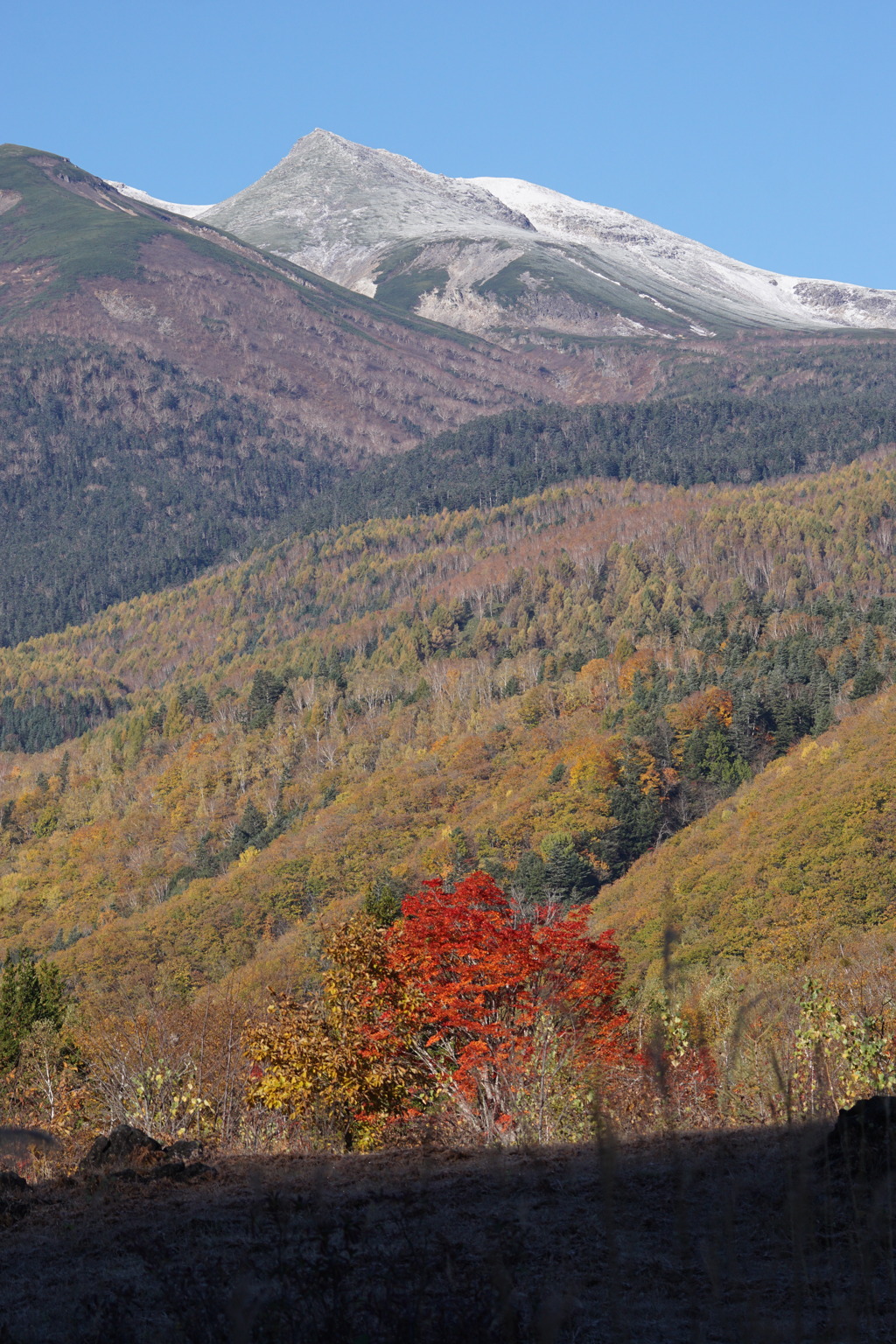 大楓　初冠雪　乗鞍高原にて