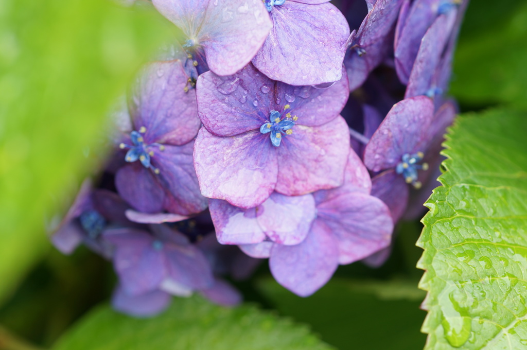 紫陽花　かくれんぼ
