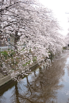 水路の桜　2