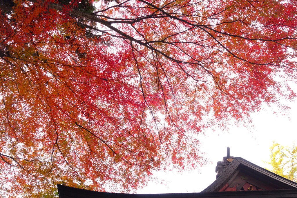 水澤観音にて　見上げれば紅葉