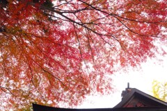 水澤観音にて　見上げれば紅葉