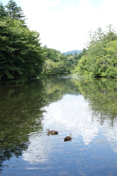 雲場池に遊ぶ水鳥