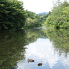 雲場池に遊ぶ水鳥