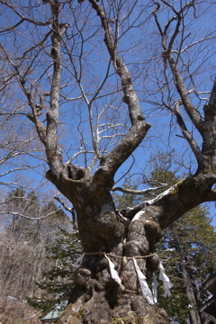 御神木　熊野神社　2