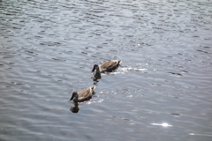 覚満渕の水鳥