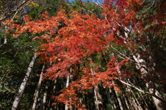 山里の紅葉　1