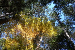 三峰神社で見つけた紅葉　3