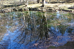 雲場池　リフレクション