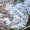 寺の桜　1