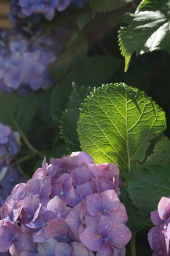 紫陽花　光求めて