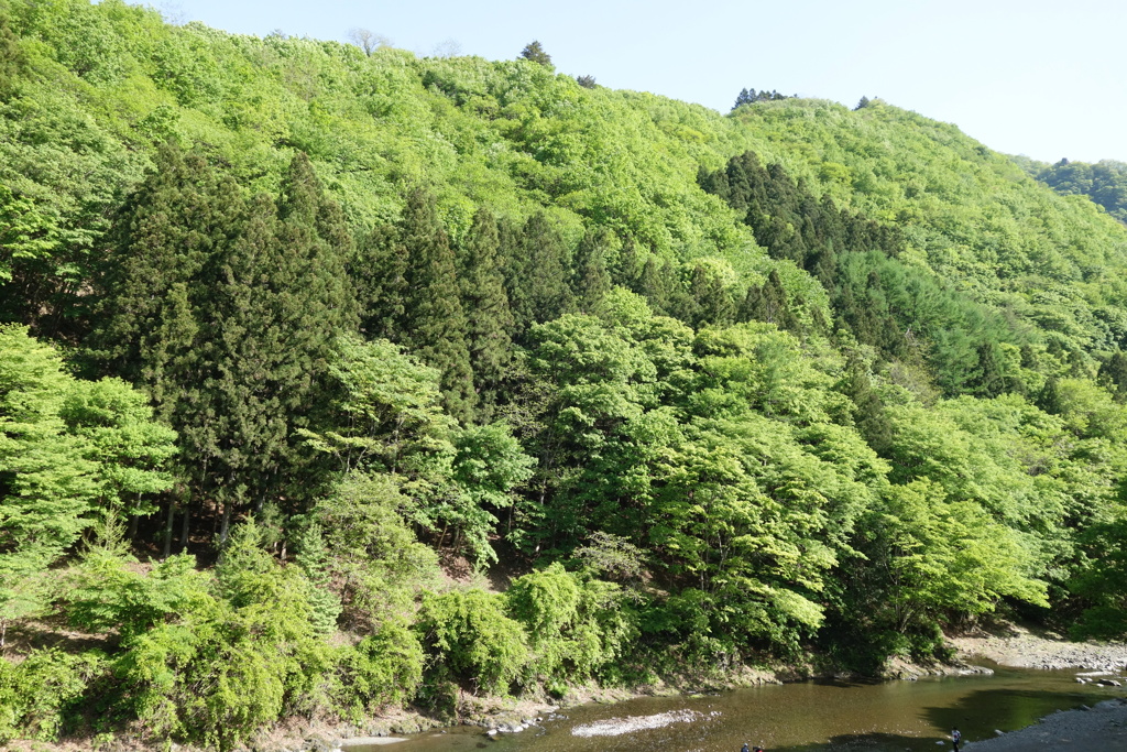 新緑　上野村にて