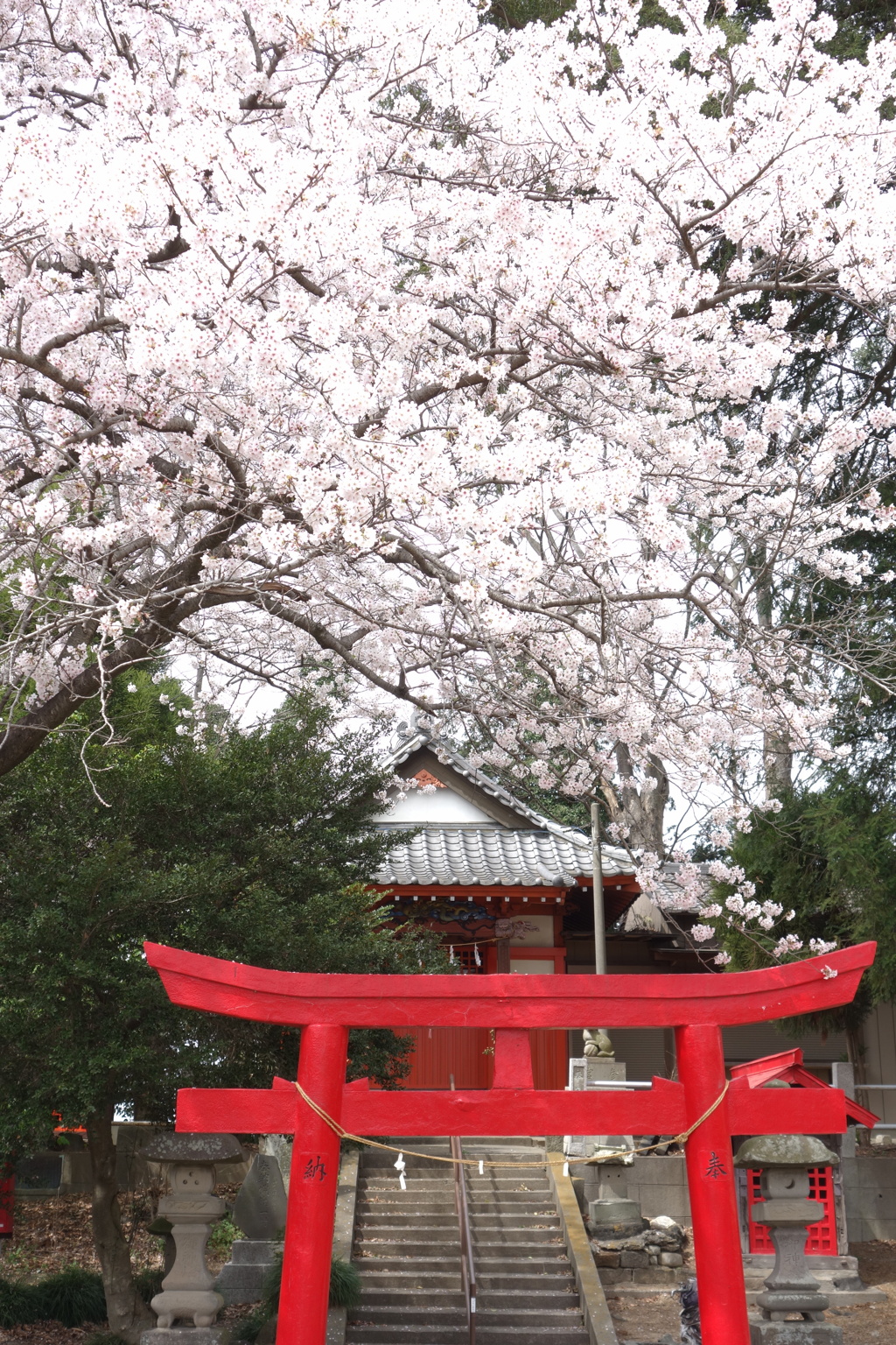 稲荷神社の桜