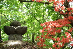 ツツジと新緑　熊野神社にて