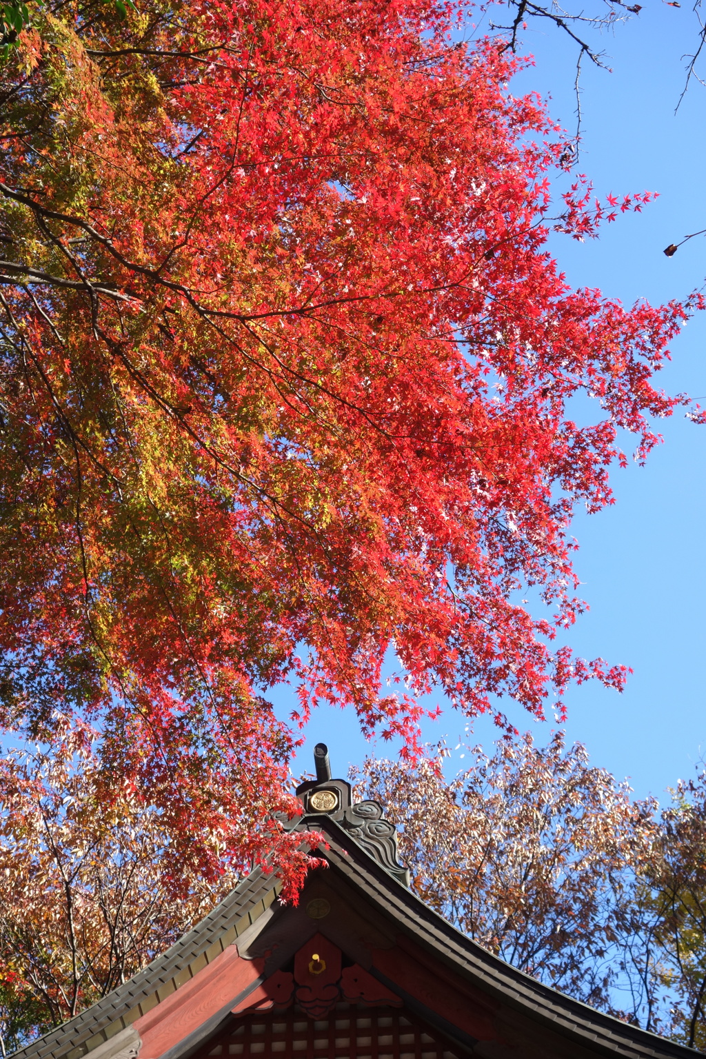 紅葉　水沢観音にて　2