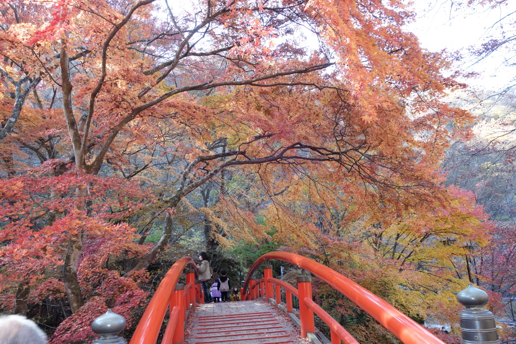 河鹿橋の紅葉　2