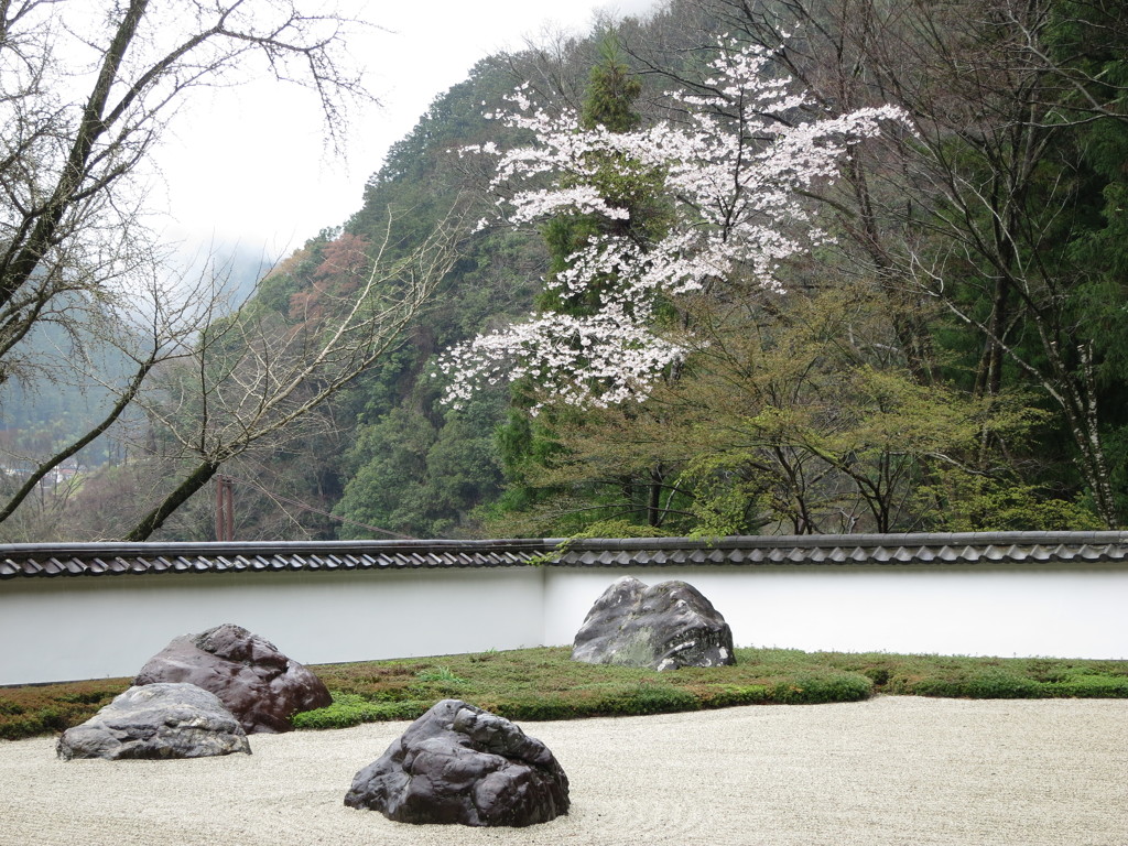 庭園に桜