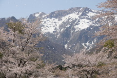 谷川岳に舞う桜　1