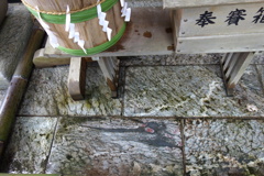 三峰神社　石に龍