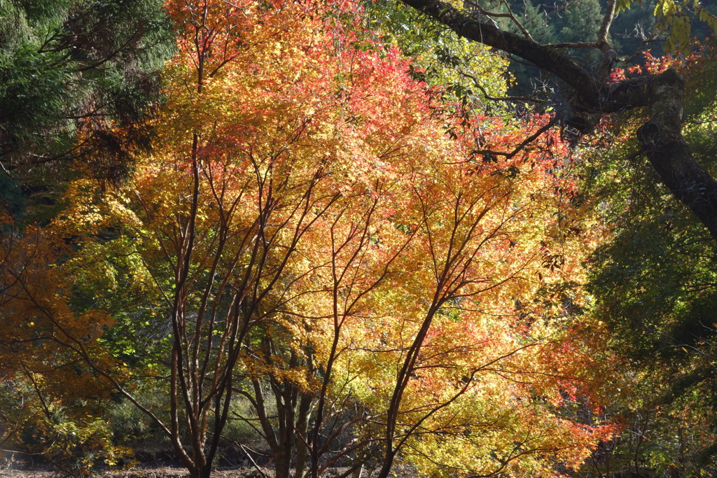 渓流沿いの紅葉　3