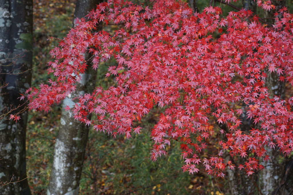 箱根・芦ノ湖で見つけた紅葉　3