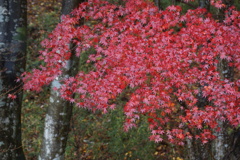 箱根・芦ノ湖で見つけた紅葉　3