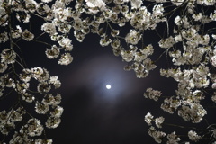 今宵も夜桜と月　その2