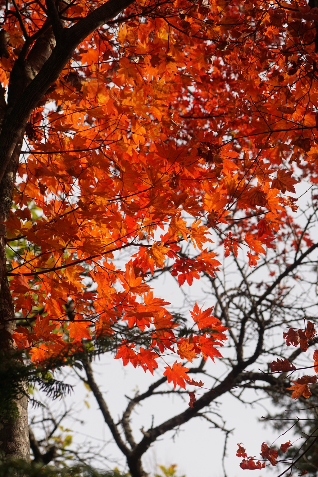乗鞍で見つけた紅葉　2