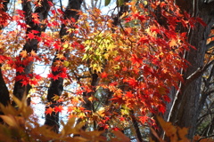 軽井沢矢ケ崎公園で見つけた秋