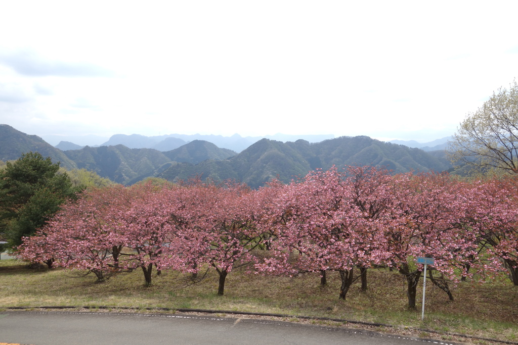 妙義山中之嶽駐車場にて　
