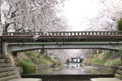 水路の桜　3