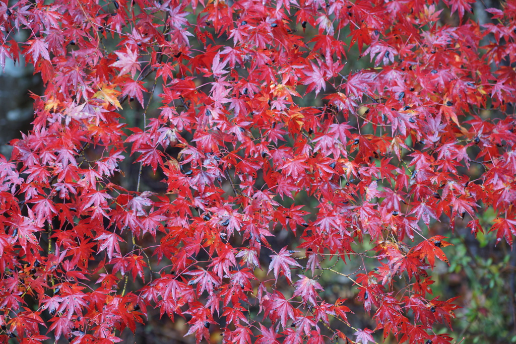 箱根・芦ノ湖で見つけた紅葉　4