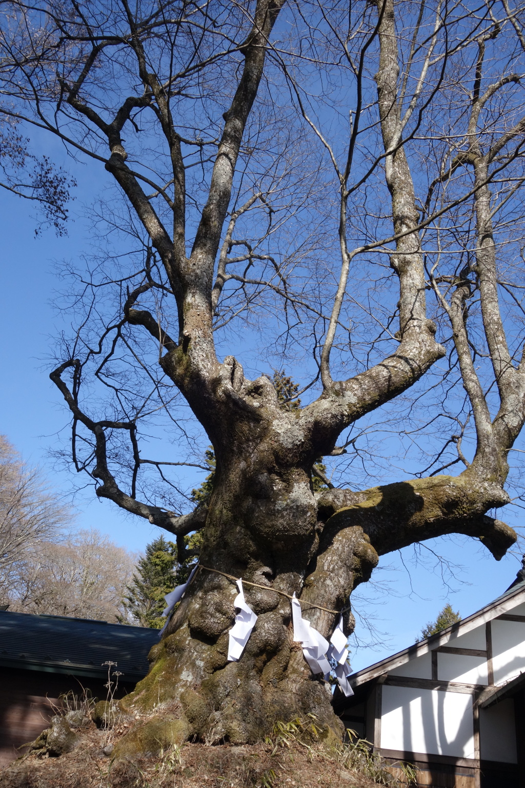 御神木　熊野神社にて
