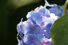 紫陽花のやさしさ